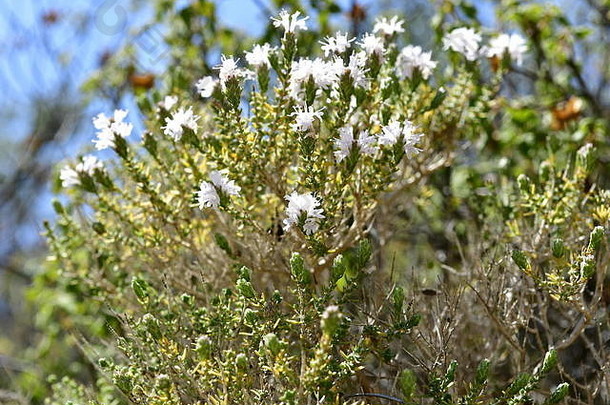 塞浦路斯山上的野花和蓟