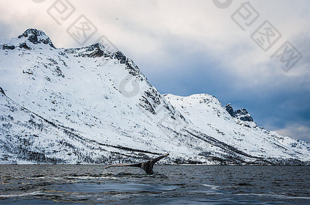 座头鲸鲸鱼厄斯峡湾夸洛亚特罗姆瑟北部挪威