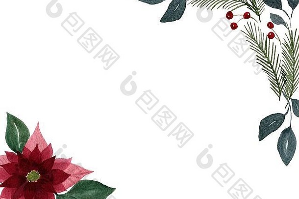 圣诞节花背景一品红花冷杉树圣诞节插图花边境设计卡邀请