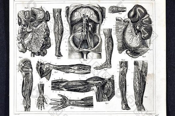 1849人体解剖循环<strong>系统</strong>医学插图