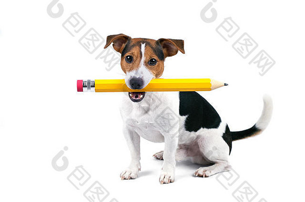 可爱的小杰克·罗素猎犬的画像，它坐着，拿着一支黄色的大铅笔，孤立地站在白色背景上，看着相机。返校