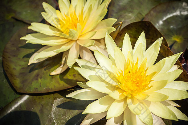 池塘里开满叶子的两朵黄莲或睡莲。