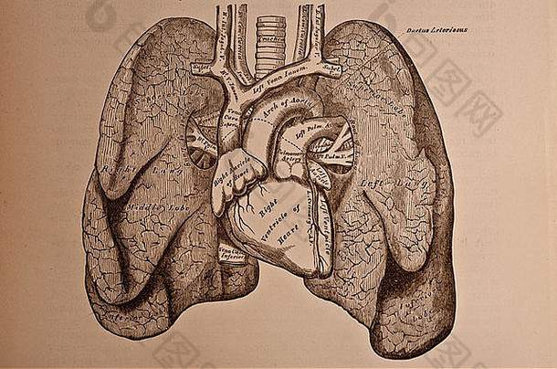 人类心脏和心血管系统的古代医学插图