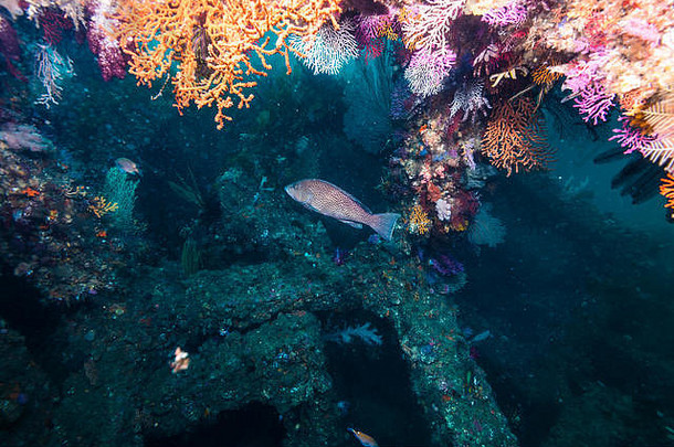 日本Mie Owase的人工鱼礁