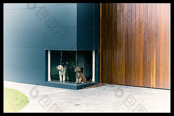 古董颜色照片白色狗棕色（的）狗等待盈方低窗口房子木材铝