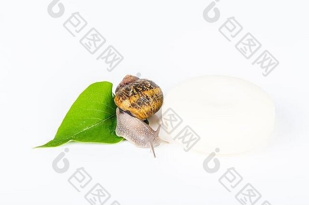 绿色叶子上的白色肥皂化妆品，由蜗牛黏液制成。非常健康和有机的产品。
