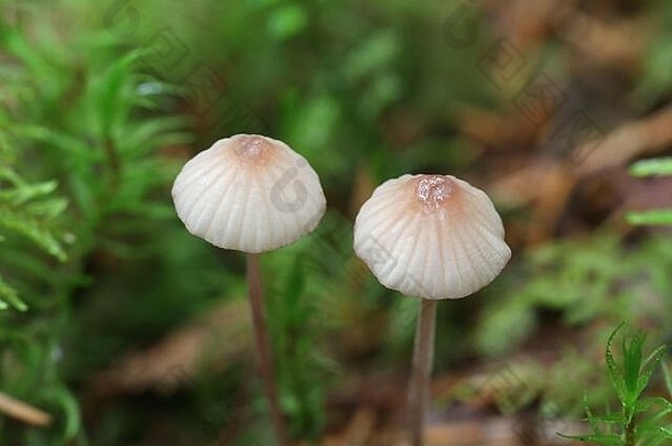 <strong>红</strong>缘蘑菇（Mycena rubromarginata），被称为<strong>红边</strong>软帽，来自芬兰的野生蘑菇