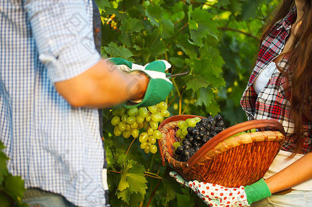 这对年轻夫妇在葡萄园采摘葡萄。闭合
