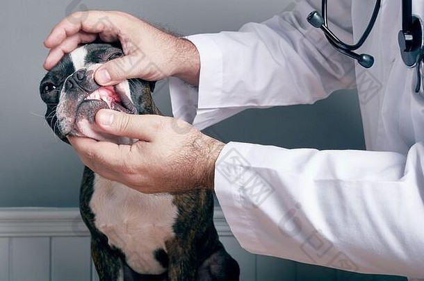 兽医检查狗的牙齿波士顿梗画像