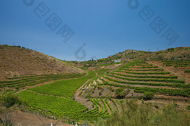 大加那利岛班达玛周围的葡萄园，塔菲拉保护区的一部分