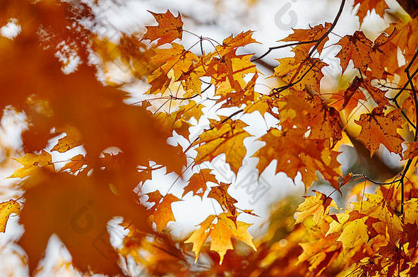 秋叶，世界末日州立公园，福克斯维尔，沙利文县，宾夕法尼亚州，美国