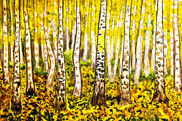 手画图片水彩画景观黄色的桦木森林秋天