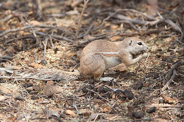 喀拉哈里沙漠中的开普地松鼠