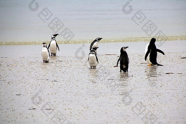 尸体岛福克兰岛屿以麦哲伦命名的企鹅海滩