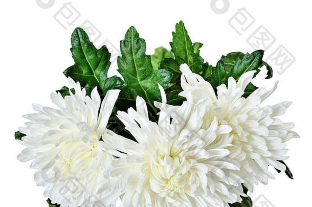 三朵美丽的白菊花的花束与绿色的叶子紧密相连，背景为白色。