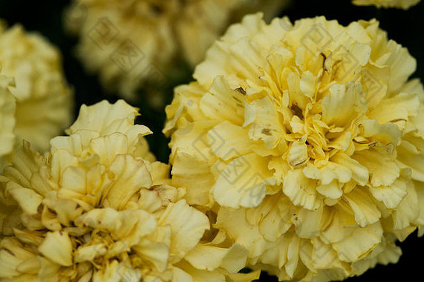 植物园中的万寿菊、<strong>漫威</strong>黄、非洲万寿菊（菊科）的宏观照片