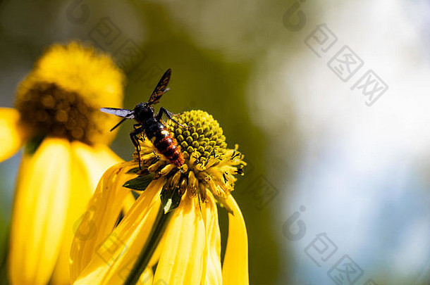 昆虫下垂的黄色的花模糊背景