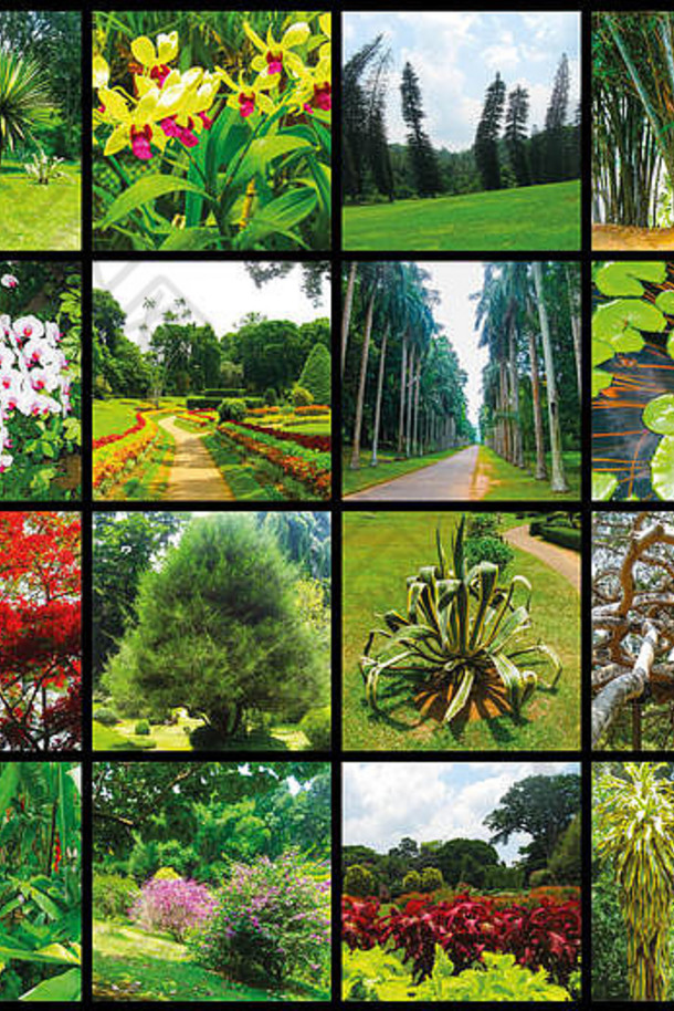 佩拉德尼亚皇家植物园。斯里兰卡