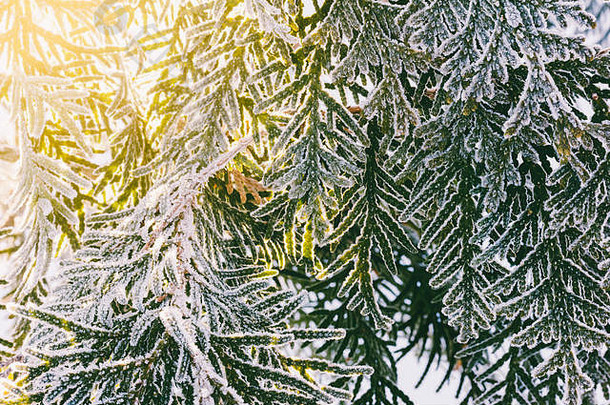 侧柏的枝条被霜冻覆盖，被早晨的太阳照亮