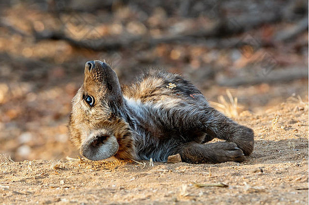 非洲南部的斑点鬣狗幼崽