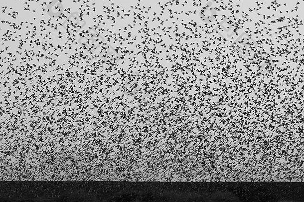 在秋季从北欧迁徙期间，数千只椋鸟聚集在丹麦和德国之间的湿地。