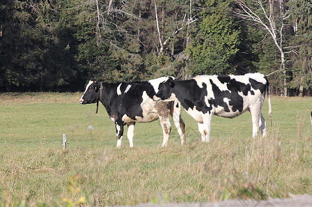 荷斯坦牛在初冬季节在牧场放牧。