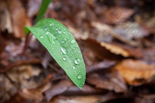 美国纽约州伊萨卡，森林地面上所罗门海豹（黄精属）植物的叶子上有水珠，背景是潮湿的枯叶