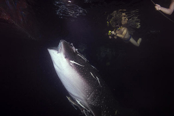 人射鲸鲨（Rhincodon typus）在夜间过滤浮游生物