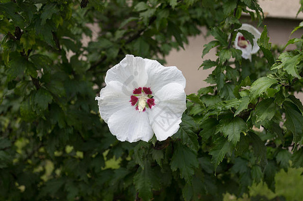 白色花芙蓉syriacus