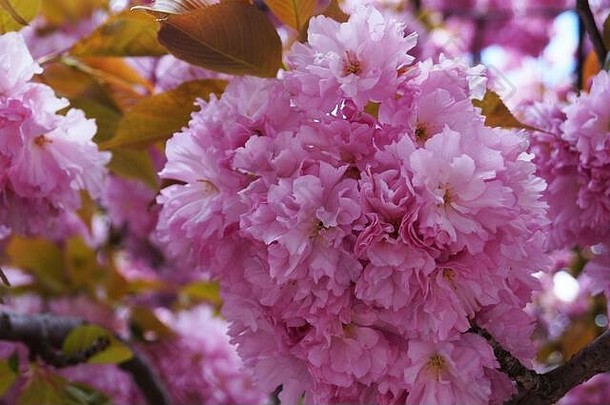 樱花枝，在一个阳光明媚的春天开着娇嫩的粉红色花，叶子是绿色的