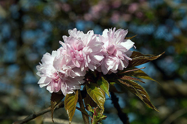 观赏樱桃开花树完整的布鲁姆德文郡花园