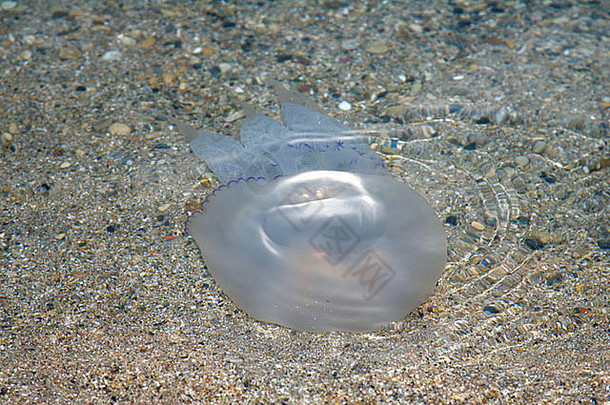 水母水母水母常见的动物环境<strong>沙画</strong>黑海玩晴天颜色五颜六色水滴