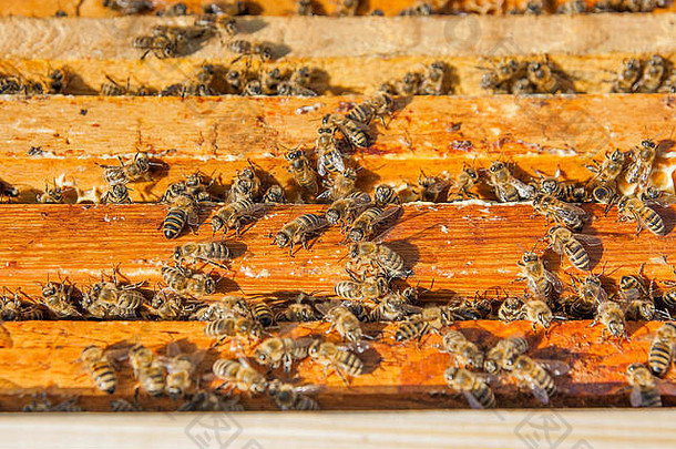 关闭视图打开蜂巢身体显示帧填充蜂蜜蜜蜂