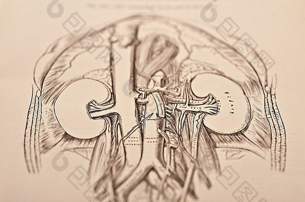 <strong>人体内脏</strong>、内脏和腹腔的古代医学插图。
