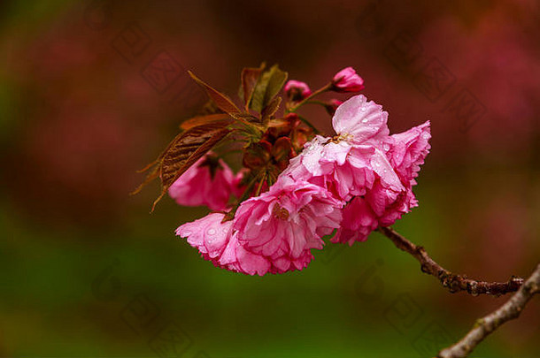 春天<strong>樱桃</strong>树味蕾花朵