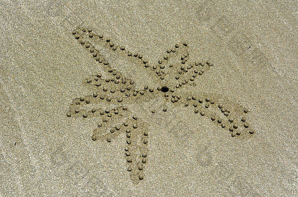 澳大利亚昆士兰希尔斯堡角海滩上，由沙泡蟹形成的花朵状充气沙粒。