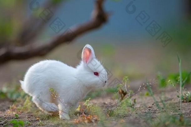 夏日绿草上的小兔子