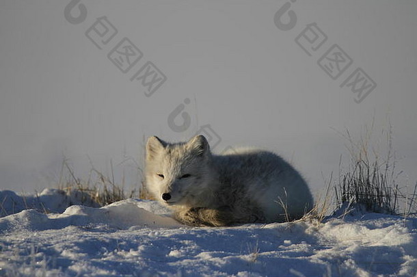 北极狐躺在雪地里盯着看