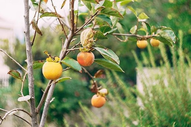 树枝上成熟的橙色和黄色柿子果实。