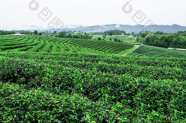 茶种植园让人耳目一新绿色自然多雨的季节