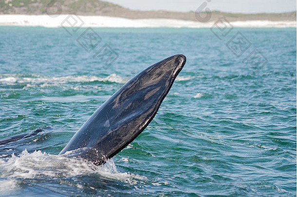 南部鲸鱼电梯鳍状肢水甘斯拜南非洲