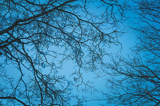 夜晚，树枝的轮廓映衬着蓝天。万圣节的概念。