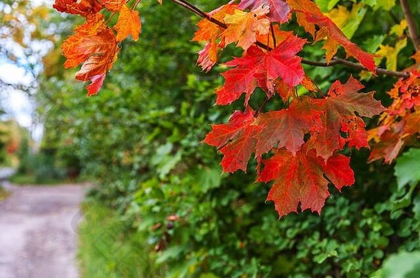 在花园或公园里，在模糊的绿色背景下，在阳光下，红色、橙色、枫叶的自然秋景特写。灵感自然<strong>十月</strong>或<strong>九</strong>月壁纸。季节观念的转变