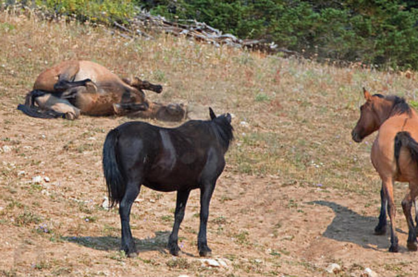 美国蒙大拿州普赖尔山<strong>野马</strong>山脉，一匹红色的漫游母马在泥土中翻滚