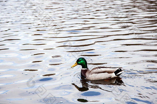 一只鸭子在纽约中央公园的湖水中尽情地游泳。