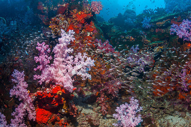 珊瑚礁斜坡上的软珊瑚[Dendronephthya sp.]和侏儒清扫器[Parariacanthus ransoneti]。泰国安达曼海。