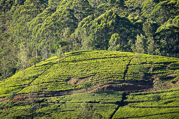 茶种植园亚当斯峰斯里兰卡斯里兰卡亚洲