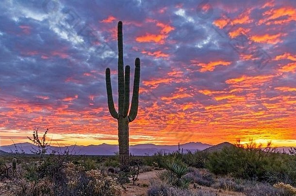 亚利桑那州斯科茨代尔北部，火红的日落和仙人掌。