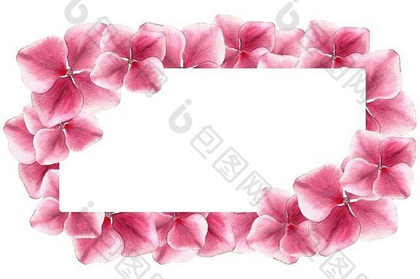 粉红色的绣球花节日边境优雅的水彩插图母亲一天周年纪念日粉红色的花装饰复制空间