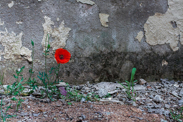 旧墙背景上的花